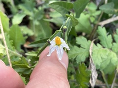 Solanum triquetrum