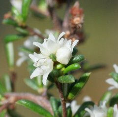 Cryptandra myriantha