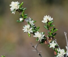 Cryptandra myriantha