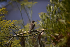 Phytotoma rara