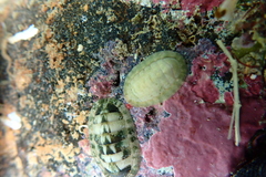 Stenoplax petaloides