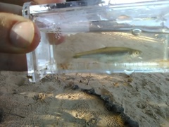 Cyprinella spiloptera