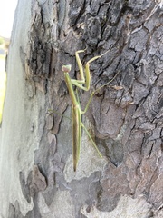 Tenodera australasiae