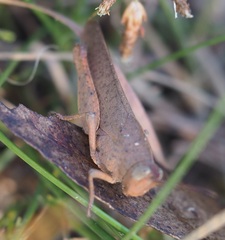 Goniaea australasiae