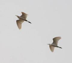 Bubulcus ibis