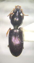 Dyschirius