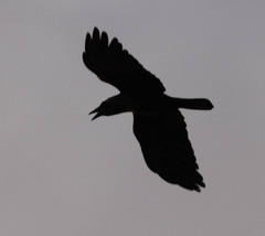 Corvus splendens