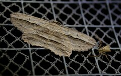 Euphronarcha luxaria