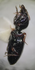 Dyschirius