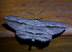 Euphronarcha luxaria