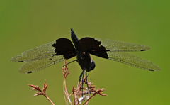 Rhyothemis triangularis