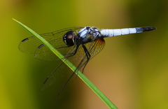 Aethriamanta gracilis