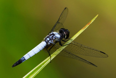 Aethriamanta gracilis