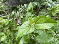 Eupatorium hualienense
