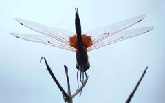 Tramea virginia