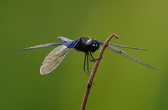 Rhyothemis triangularis