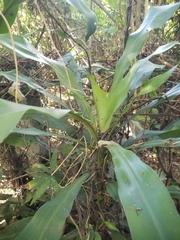 Dracaena fragrans