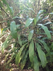 Dracaena fragrans