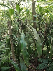 Dracaena fragrans