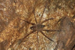 Cupiennius salei