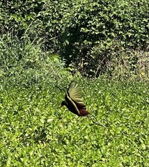 Jacana spinosa