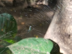 Leucauge argyrobapta