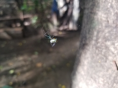 Leucauge argyrobapta