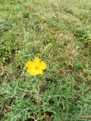 Argemone mexicana