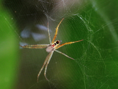 Cyrtophora cylindroides