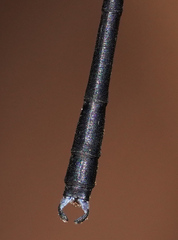 Devadatta