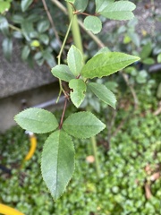 Rosa pricei