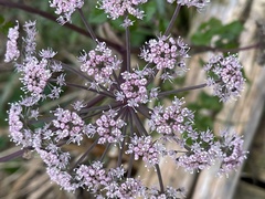 Angelica lucida