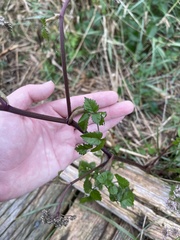 Angelica lucida