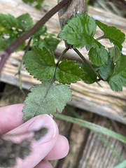 Angelica lucida