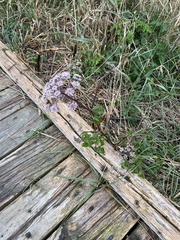 Angelica lucida