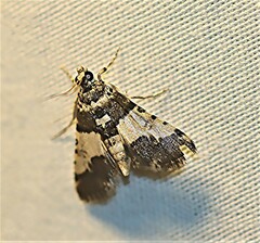 Nacoleia mesochlora