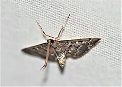 Nacoleia rhoeoalis