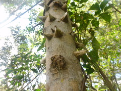 Zanthoxylum rhoifolium