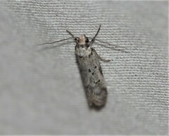 Philobota thiocrossa