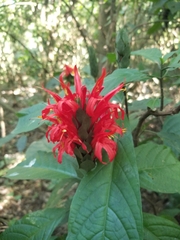 Pachystachys coccinea