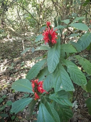 Pachystachys coccinea