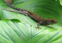 Anolis oxylophus