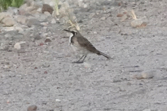 Gliciphila melanops