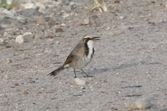 Gliciphila melanops
