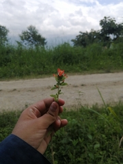 Castilleja arvensis arvensis