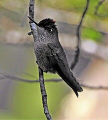 Sephanoides sephaniodes