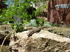 Podarcis muralis
