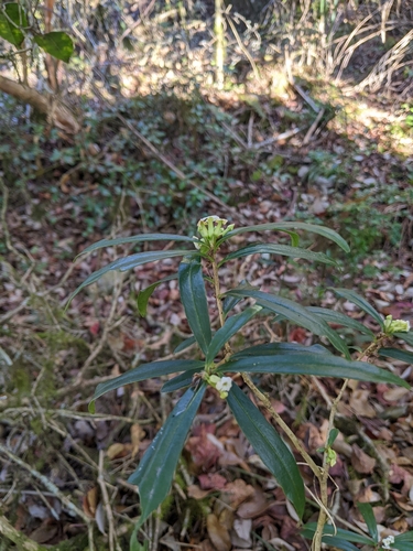 Daphne arisanensis (Daphne arisanensis)