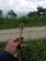 Castilleja arvensis arvensis