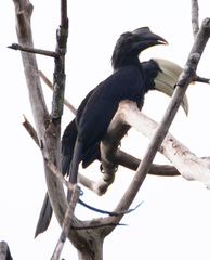 Anthracoceros malayanus